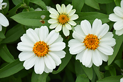 Profusion White Zinnia (Zinnia 'Profusion White') at GardenWorks