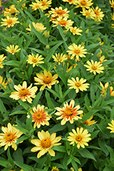 Profusion Yellow Zinnia (Zinnia 'Profusion Yellow') at GardenWorks