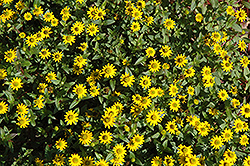 Cuzco Yellow Creeping Zinnia (Sanvitalia procumbens 'Cuzco Yellow') at GardenWorks