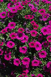 MiniFamous Purple Calibrachoa (Calibrachoa 'MiniFamous Purple') at GardenWorks