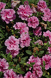 Double Wave Pink Petunia (Petunia 'Double Wave Pink') at GardenWorks