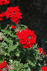 Lanai Red Verbena (Verbena 'Lanai Red') at GardenWorks
