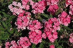 Lanai Bright Pink Verbena (Verbena 'Lanai Bright Pink') at GardenWorks