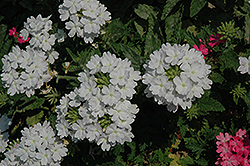 Lanai Blush White Verbena (Verbena 'Lanai Blush White') at GardenWorks