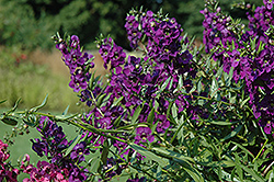 Carita Cascade Deep Purple Angelonia (Angelonia angustifolia 'Carita Cascade Deep Purple') at GardenWorks