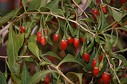 Sweet Lifeberry Goji Berry (Lycium barbarum 'SMNDSL') at GardenWorks