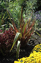 Sundowner New Zealand Flax (Phormium 'Sundowner') at GardenWorks