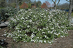 Compact Koreanspice Viburnum (Viburnum carlesii 'Compactum') at GardenWorks