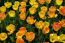 Daydream Tulip (Tulipa 'Daydream') at GardenWorks