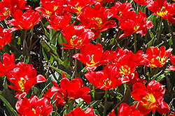 Abba Tulip (Tulipa 'Abba') at GardenWorks