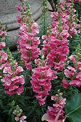 Liberty Classic Rose Pink Snapdragon (Antirrhinum majus 'Liberty Classic Rose Pink') at GardenWorks