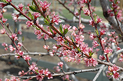 Redhaven Peach (Prunus persica 'Redhaven') at GardenWorks