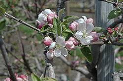 Akane Apple (Malus 'Akane') at GardenWorks