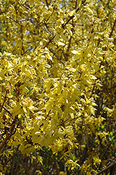 Spring Glory Forsythia (Forsythia x intermedia 'Spring Glory') at GardenWorks