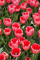 Pink Impression Tulip (Tulipa 'Pink Impression') at GardenWorks