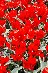 Casa Grande Tulip (Tulipa 'Casa Grande') at GardenWorks