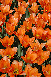 Orange Emperor Tulip (Tulipa 'Orange Emperor') at GardenWorks