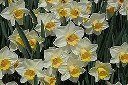 Salome Daffodil (Narcissus 'Salome') at GardenWorks