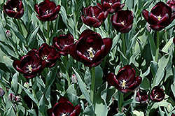Queen of the Night Tulip (Tulipa 'Queen of the Night') at GardenWorks