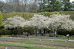 Mt. Fuji Flowering Cherry (Prunus serrulata 'Shirotae') at GardenWorks