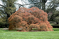 Ornatum Japanese Maple (Acer palmatum 'Ornatum') at GardenWorks