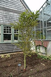 Tsukasa Silhouette Japanese Maple (Acer palmatum 'Tsukasa Silhouette') at GardenWorks