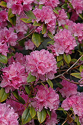 Olga Mezitt Rhododendron (Rhododendron 'Olga Mezitt') at GardenWorks