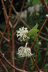 Oriental Paper Bush (Edgeworthia chrysantha) at GardenWorks