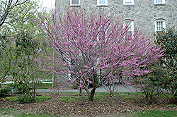 Ace Of Hearts Redbud (Cercis canadensis 'Ace Of Hearts') at GardenWorks