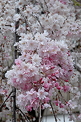 Double Pink Weeping Higan Cherry (Prunus subhirtella 'Pendula Plena Rosea') at GardenWorks