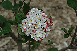 Cayuga Viburnum (Viburnum x carlcephalum 'Cayuga') at GardenWorks