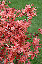 Kasagi Yama Japanese Maple (Acer palmatum 'Kasagi Yama') at GardenWorks