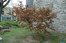 Iijima Sunago Japanese Maple (Acer palmatum 'Iijima Sunago') at GardenWorks