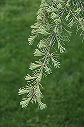 Karl Fuchs Deodar Cedar (Cedrus deodara 'Karl Fuchs') at GardenWorks