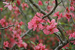 Pink Lady Flowering Quince (Chaenomeles x superba 'Pink Lady') at GardenWorks