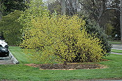 Golden Cornelian Cherry Dogwood (Cornus mas 'Aurea') at GardenWorks