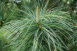 Morris Blue Korean Pine (Pinus koraiensis 'Morris Blue') at GardenWorks