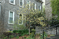 Golden Gift Magnolia (Magnolia 'Golden Gift') at GardenWorks
