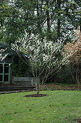White Redbud (Cercis canadensis 'Alba') at GardenWorks