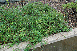 Winter Jasmine (Jasminum nudiflorum) at GardenWorks