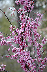Forest Pansy Redbud (Cercis canadensis 'Forest Pansy') at GardenWorks