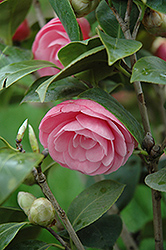 Pearl Maxwell Camellia (Camellia japonica 'Pearl Maxwell') at GardenWorks