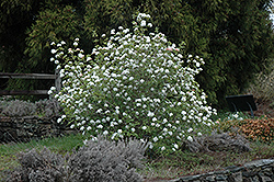 Koreanspice Viburnum (Viburnum carlesii) at GardenWorks