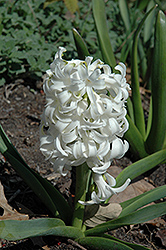 White Pearl Hyacinth (Hyacinthus orientalis 'White Pearl') at GardenWorks