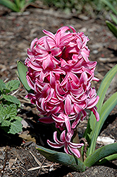 Pink Pearl Hyacinth (Hyacinthus orientalis 'Pink Pearl') at GardenWorks