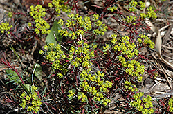 Fen's Ruby Cypress Spurge (Euphorbia cyparissias 'Fen's Ruby') at GardenWorks