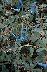 Blue Heron Corydalis (Corydalis 'Blue Heron') at GardenWorks