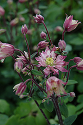 Clementine Rose Columbine (Aquilegia vulgaris 'Clementine Rose') at GardenWorks