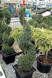 Green Mountain Boxwood (spiral form) (Buxus 'Green Mountain (spiral)') at GardenWorks