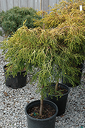 Lemon Twist Hinoki Falsecypress (tree form) (Chamaecyparis obtusa 'Lemon Twist (tree form)') at GardenWorks